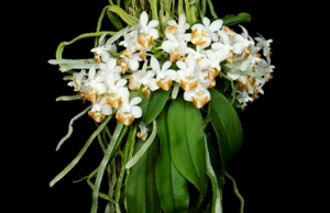 Phalaenopsis lobbii Jenny CCE 93pts